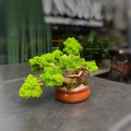 machovy bonsai