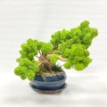 Bonsai machový