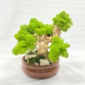 Strom bonsai mach