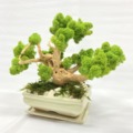 Bonsai mach lišajnik
