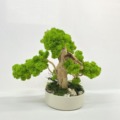 Bonsai z machu