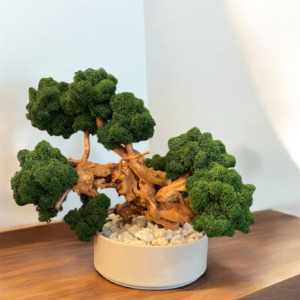 IMG_9316 Machový bonsai