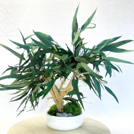 Stabilizovaný bonsai