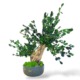 Bonsai stabilizovany