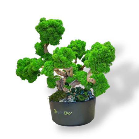Machový bonsai
