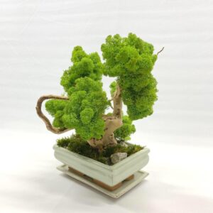 2023_12_08_18_23_IMG_1932.jpg Machový Bonsai