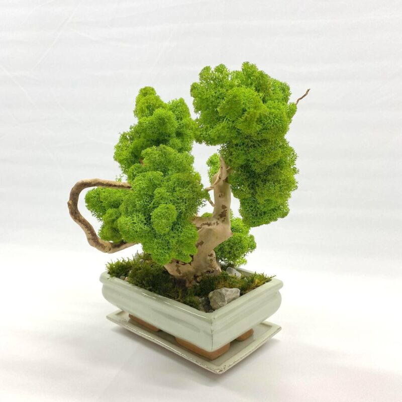 2023_12_08_18_23_IMG_1932.jpg Machový Bonsai