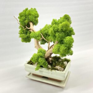 2023_12_08_18_27_IMG_1942.jpg Machový Bonsai