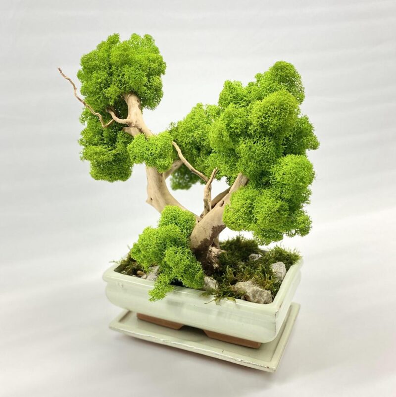 2023_12_08_18_27_IMG_1942.jpg Machový Bonsai
