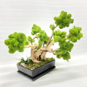 2023_12_11_18_03_IMG_1977.jpg Machový Bonsai EXTRA