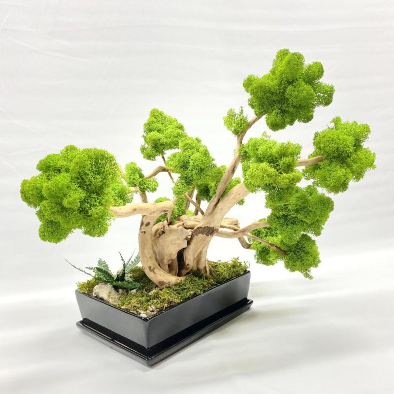 2023_12_11_18_03_IMG_1977.jpg Machový Bonsai EXTRA