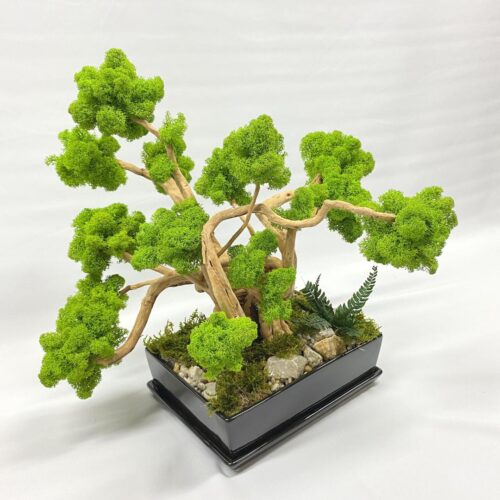 2023_12_11_18_04_IMG_1982.jpg Machový Bonsai EXTRA