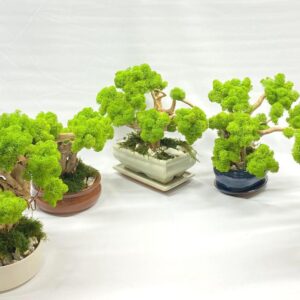 2023_12_17_17_52_IMG_2019.jpg Machový Bonsai EXTRA