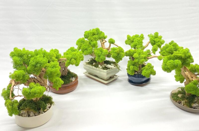 2023_12_17_17_52_IMG_2019.jpg Machový Bonsai EXTRA