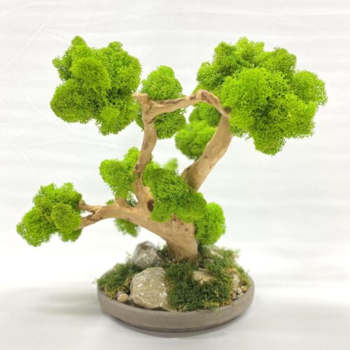 2023_12_17_17_56_IMG_2029.jpg Machový Bonsai EXTRA 2