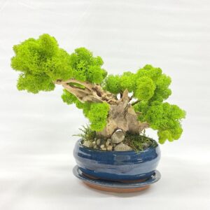Machový Bonsai 2
