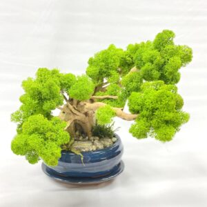 Machový Bonsai 2