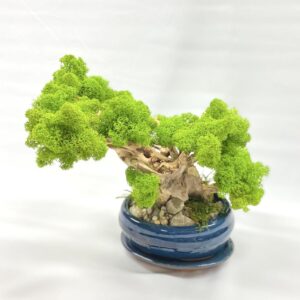 Machový Bonsai 2