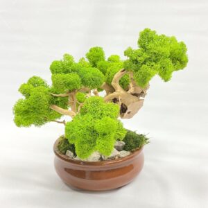 Machový Bonsai 2