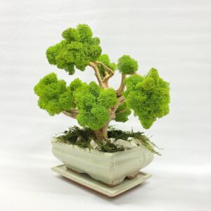 2023_12_17_18_04_IMG_2070.jpg Machový Bonsai