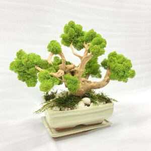 2023_12_17_18_05_IMG_2076.jpg Machový Bonsai