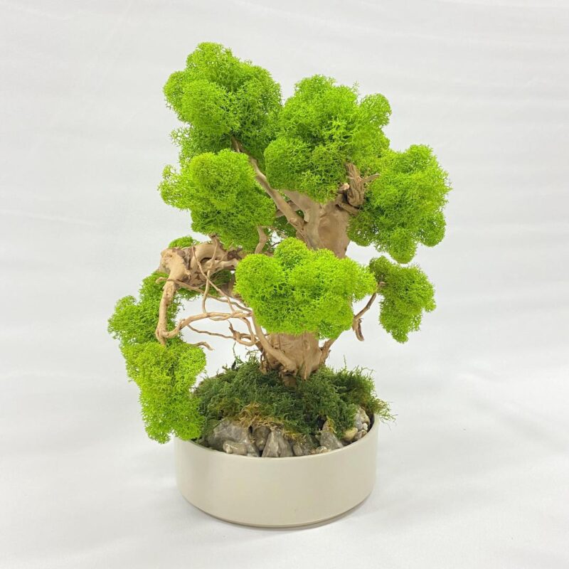 2023_12_17_18_08_IMG_2087.jpg Machový Bonsai