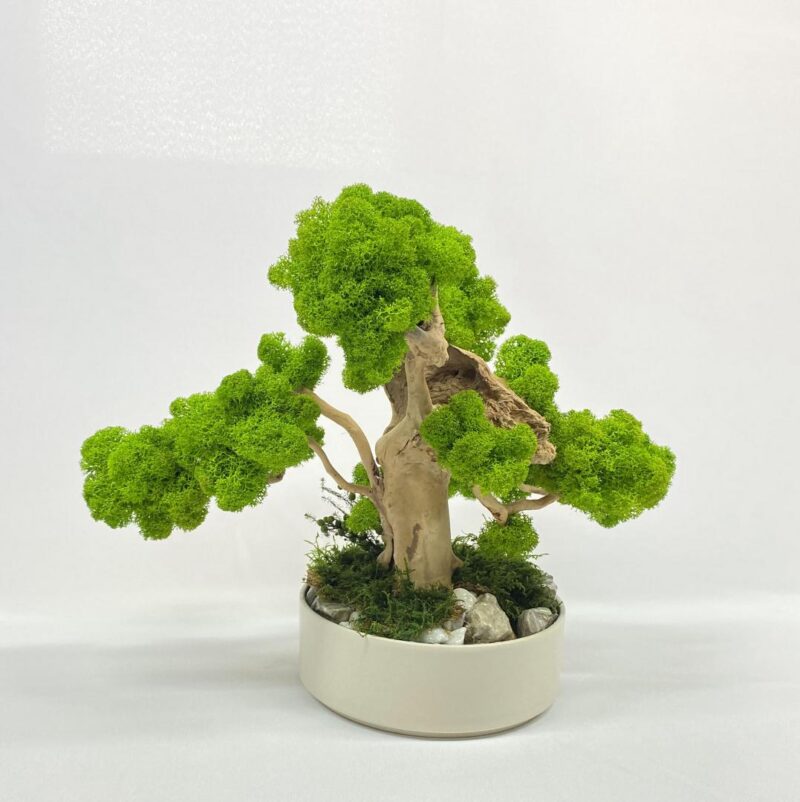 2024_01_15_11_34_IMG_2184.jpg Machový Bonsai