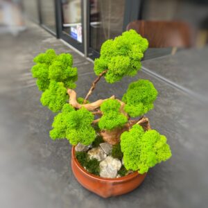 Machový Bonsai 2