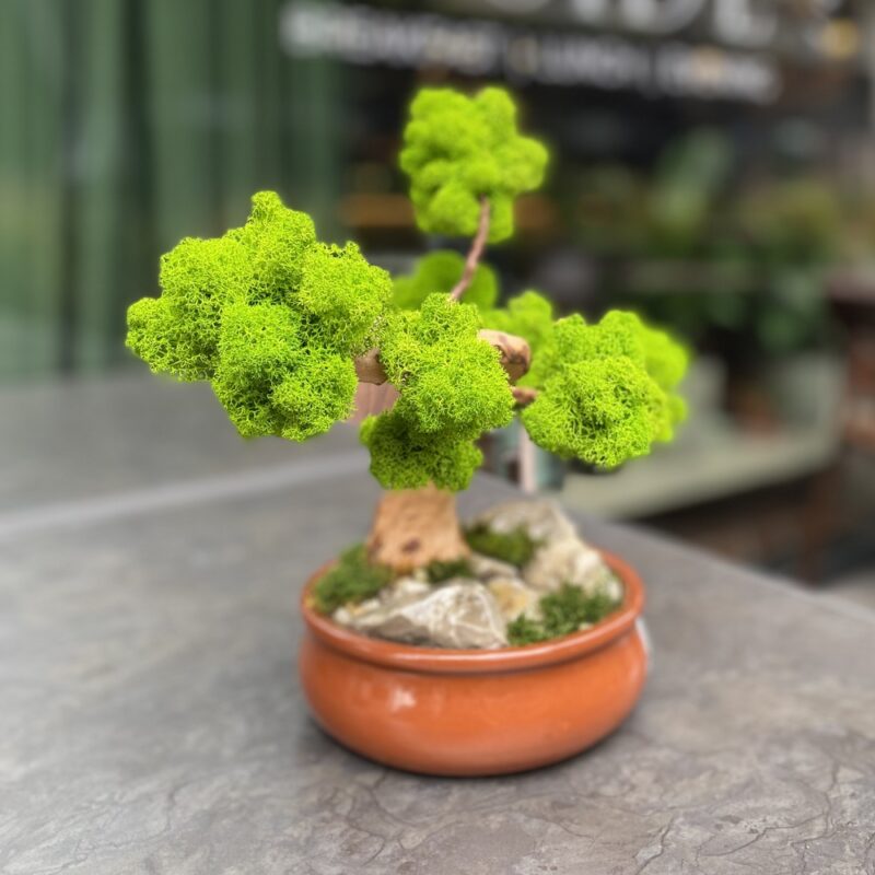 Machový Bonsai 2