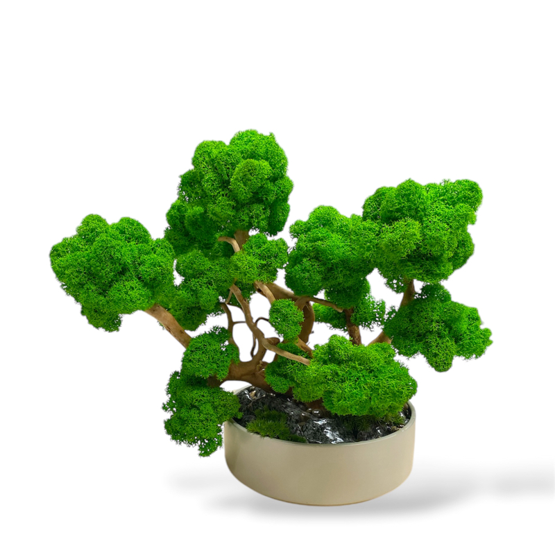 IMG_6470.jpeg Machový Bonsai 3
