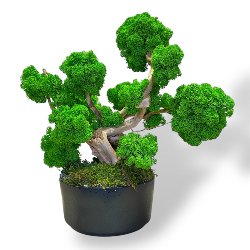 Machový Bonsai 4