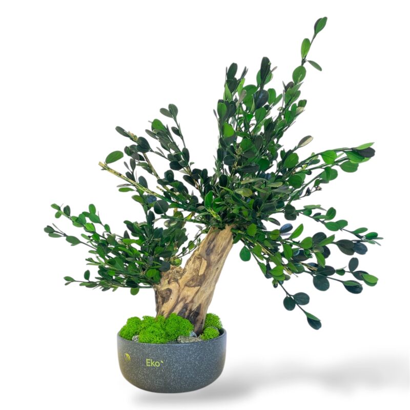 Photoroom_20250421_233506.jpeg Machový Bonsai GREEN