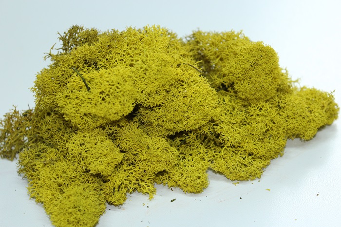 c.-11.-yellow.jpg Stabilizovaný mach lišajník Yellow