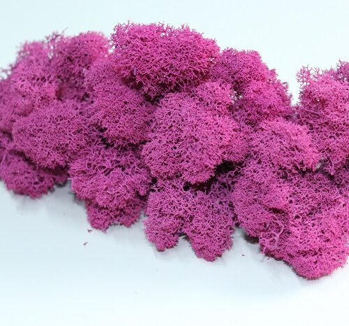 c.-9.-fuchsia.jpg Stabilizovaný mach lišajník Purple