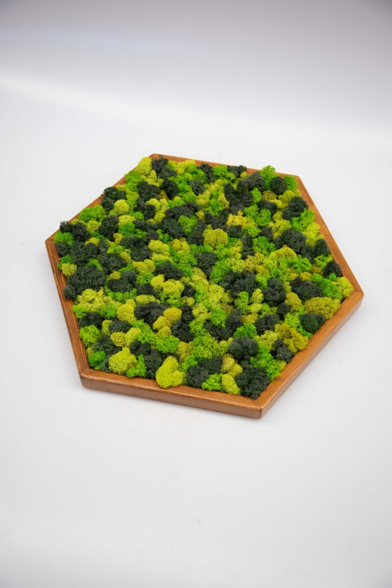 kvety-13424-scaled-1.jpg Machový obraz HEXAGON
