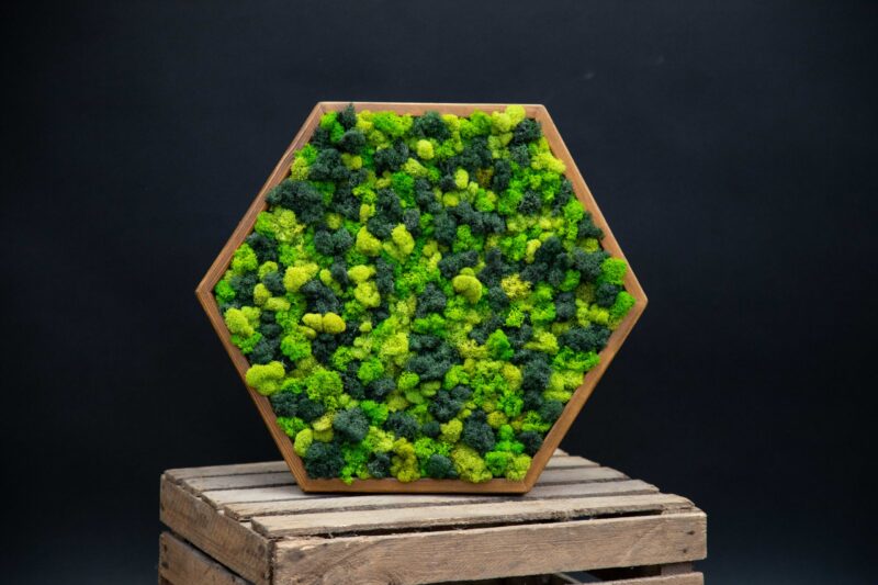 kvety-13468-scaled-1.jpg Machový obraz HEXAGON